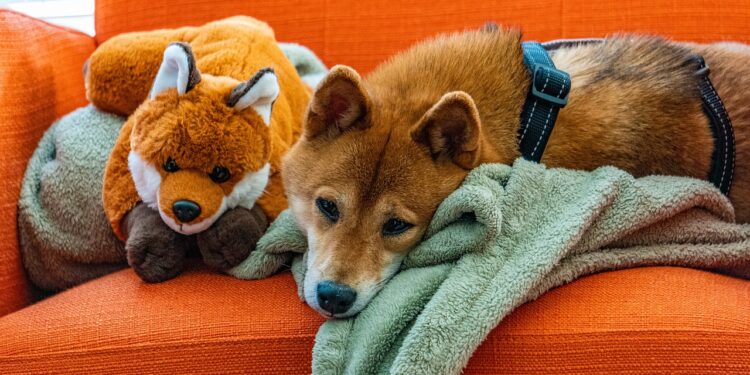 Shiba Inu Surpasses 4 Million Addresses, Ignites Frenzy