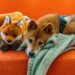 Shiba Inu Surpasses 4 Million Addresses, Ignites Frenzy