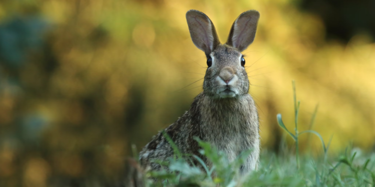 Ethereum Q2 Potential Promises Double-Digit Gains