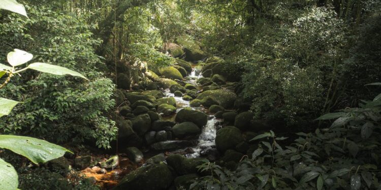 100x Or Bust? Solana Investors Bet Big On This Wild Memecoin