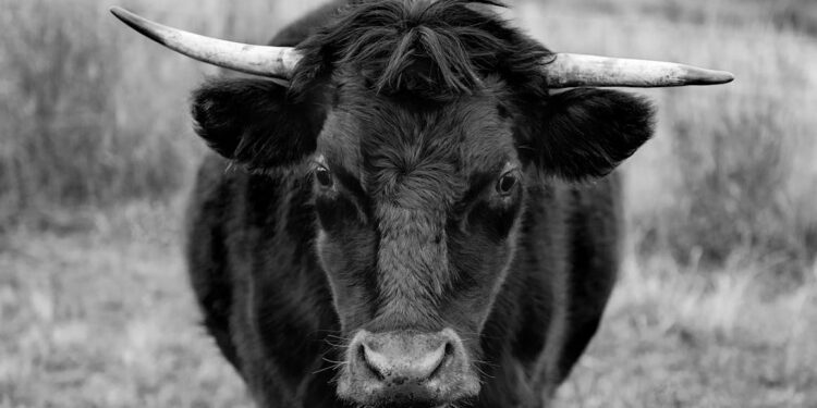 Bullish On Polkadot: Analyst Sees DOT Hitting $15 Soon