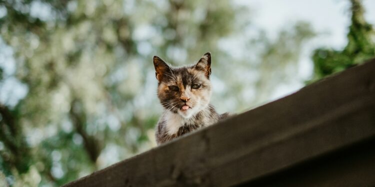 Cat-Themed Memecoin Up 14.9% After Major Exchange Listing