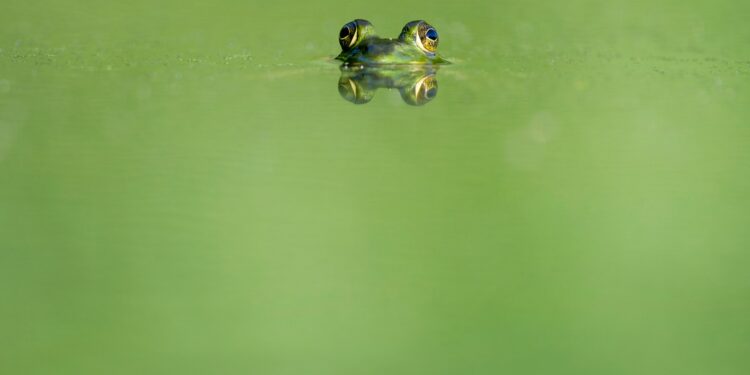 Memecoin Trader Made $13 Million With PEPE