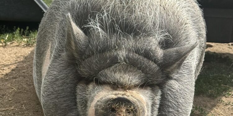 Cardano Founder’s Pig NIKE Sparks Memecoin Craze