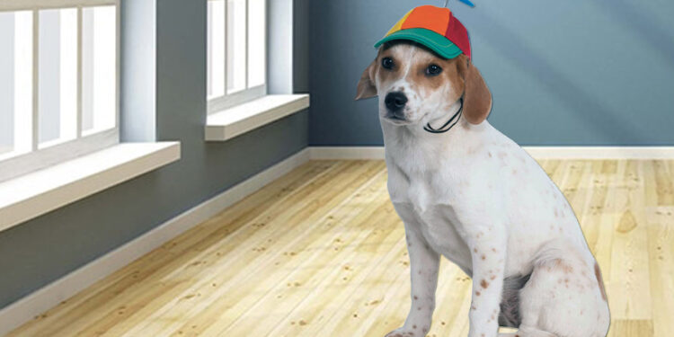 WIF Price Crashes 15% – Will The Freefall Continue?