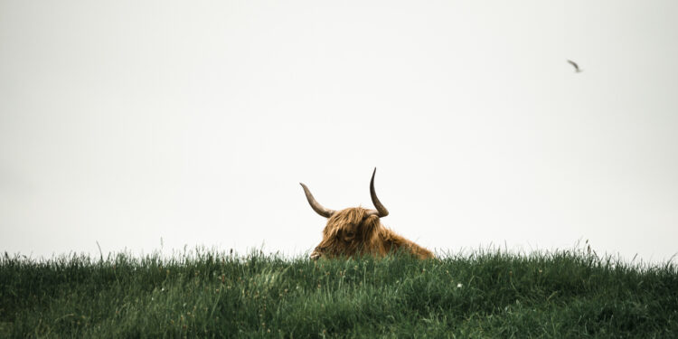 Bitcoin In ‘Euphoria Wave’ – How Long Until The Bull Run Ends?