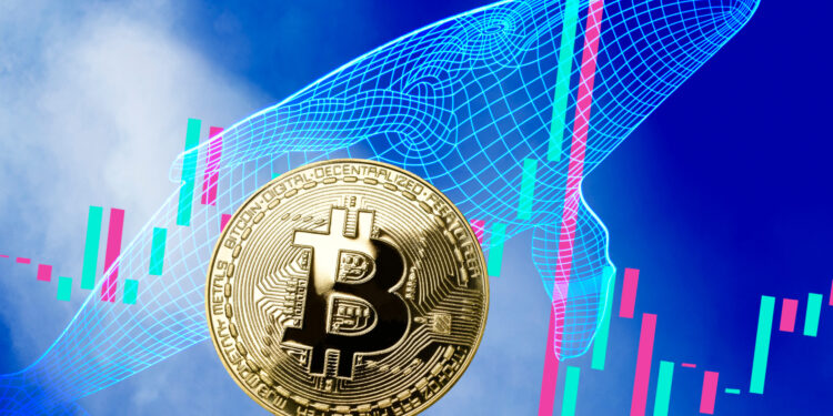 Data Reveals 75% of Bitcoin Hasn’t Moved as Whales Accumulate More BTC