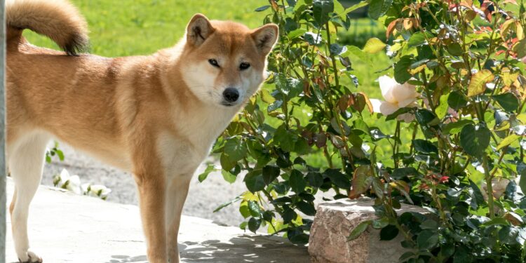 New Memecoin Sensation Neiro Hits $200M Market Cap In 4 Days