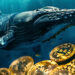Whales with 100+ BTC Hit 17-Month High, Buying Bitcoin by the Minute
