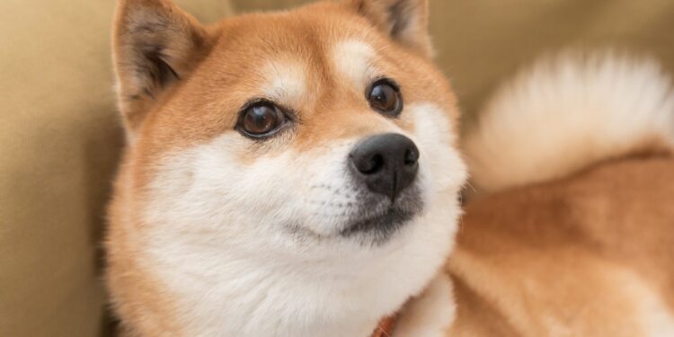 Shiba Inu On The Brink Of A 400% Rally, Analyst Says