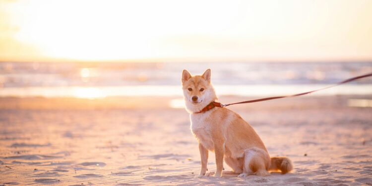 Shiba Inu Could Surge 340%, Echoing Its 2021 Peak —Analyst