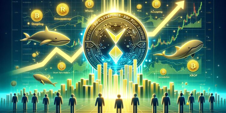 XRP Reaches 6-Year High – Whales And STH Accumulate Together