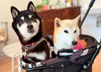 The Next Doge? Meme Shiba Inu Owner’s New Pup Inspires Official Cocoro Coin