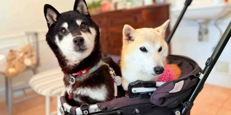 The Next Doge? Meme Shiba Inu Owner’s New Pup Inspires Official Cocoro Coin