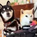 The Next Doge? Meme Shiba Inu Owner’s New Pup Inspires Official Cocoro Coin