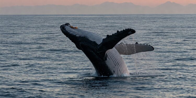 Ripple Sends 200 Million XRP Into The Shadows