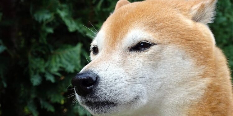 Is Shiba Inu On Track To Dethrone Dogecoin? Here’s What The Experts Say