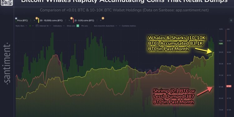 Bitcoin Sharks & Whales Continue To Accumulate: Stage Set For New All-Time High?