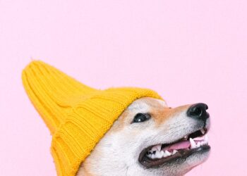 Double Win: Dogwifhat Jumps 24% Alongside Bitcoin’s $107K Push