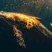 Bitcoin Whale Moves $83M to Binance, Sparking Profit-Taking Speculation