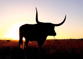 XRP Sparks Bullish Frenzy As Top Dev Says It Beats ETF Hype