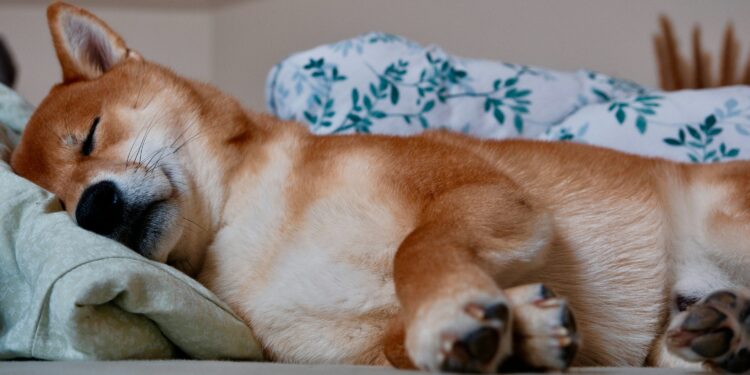 Shiba Inu Might Be ‘Dead And Sleeping’, But Not For Long, Crypto Expert Says