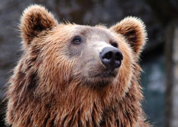 Bitcoin Is Highly Unlikely To Spring Back Anytime Soon
