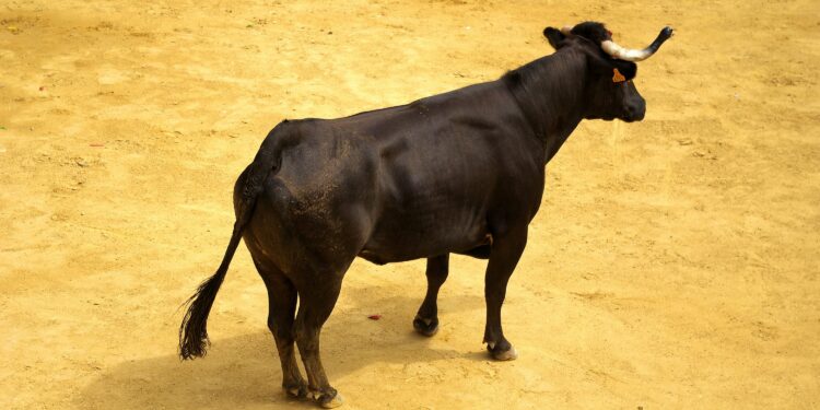 XRP Holders Labeled ‘Uneducated Perma Bulls’ By Veteran Trader