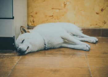 Shiba Inu Declared ‘Dead’—Unless This Game-Changer Arrives, Expert Says