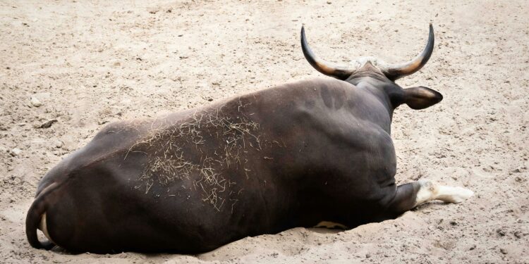 Bitcoin Bulls Loading Up As Whales And Sharks Buy The Dip