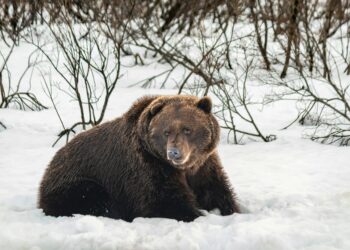 Bitcoin’s Bear Market Might Not Be New, Data Shows