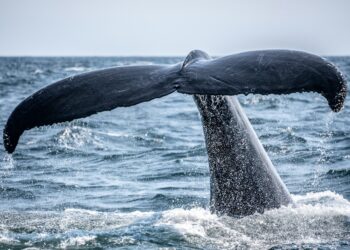 The Bitcoin Whale Comeback Story May Be Overblown, Onchain Data Shows