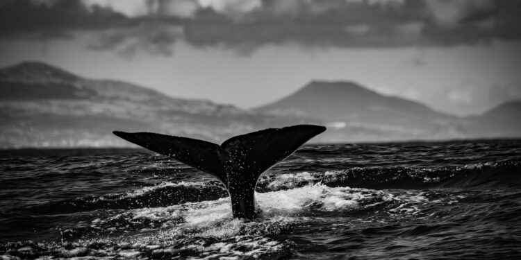 Swift Surge: New XRP Whale Amasses $206 Million In Minutes