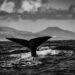 Swift Surge: New XRP Whale Amasses $206 Million In Minutes