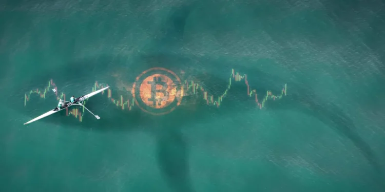 $53M Bitcoin Short Raises Eyebrows as Whale Bets on Market Turmoil