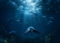 Bitcoin Whales Dump Holdings as Profit-Taking Signals Flash Warning Signs