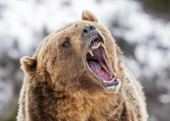 Bitcoin’s Fall To $78K Could Be A Bear Trap — Here’s Why