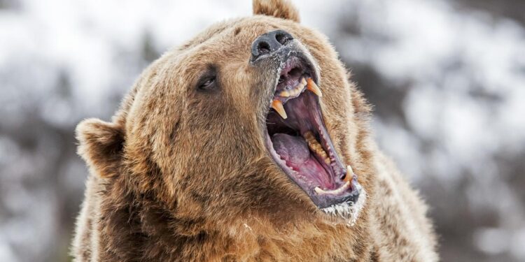 Bitcoin’s Fall To $78K Could Be A Bear Trap — Here’s Why