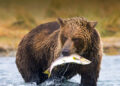 Bearish Pressure On Shiba Inu May Be Nearing Completion, Weekly Chart Suggests