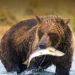 Bearish Pressure On Shiba Inu May Be Nearing Completion, Weekly Chart Suggests